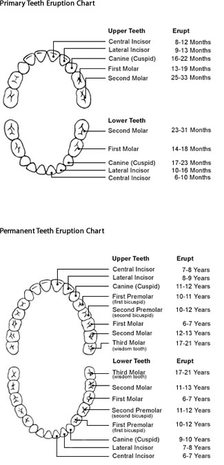 teeth charts
